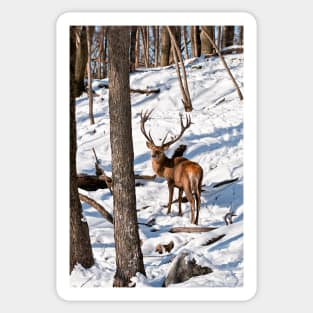 Red Deer In Winter Woods Sticker